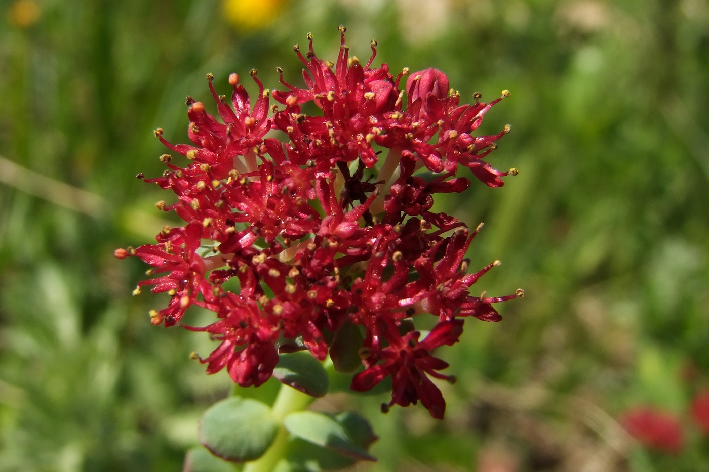 Image of Rhodiola integrifolia specimen.