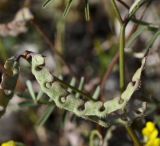 Hippocrepis unisiliquosa. Плод. Греция, Халкидики, окр. с. Псакудия (Ψακούδια), покрытая щебнем смотровая площадка на обочине дороги. 24.04.2015.