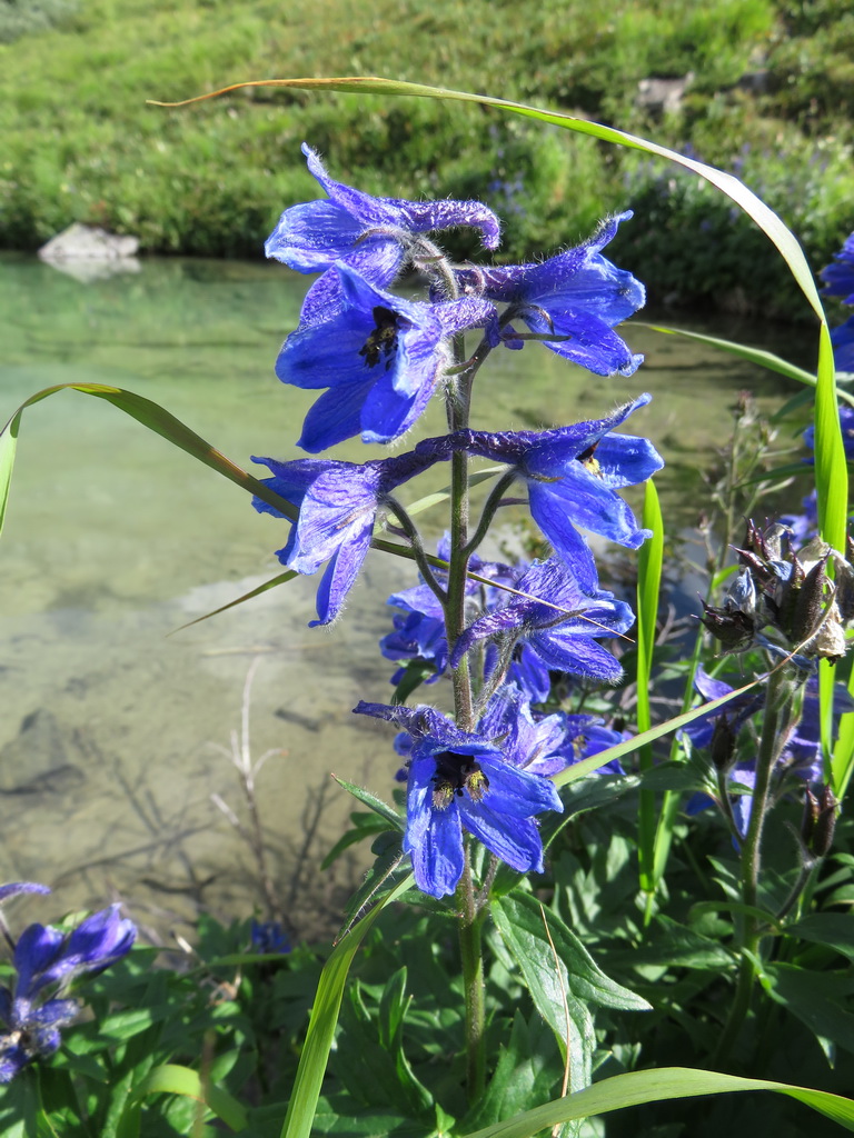 Изображение особи Delphinium inconspicuum.