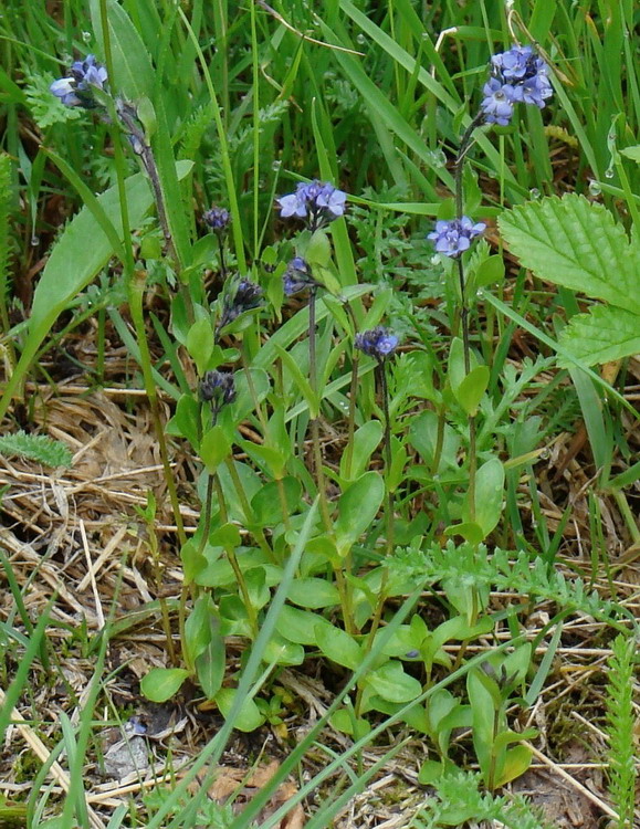 Image of Veronica alpina specimen.