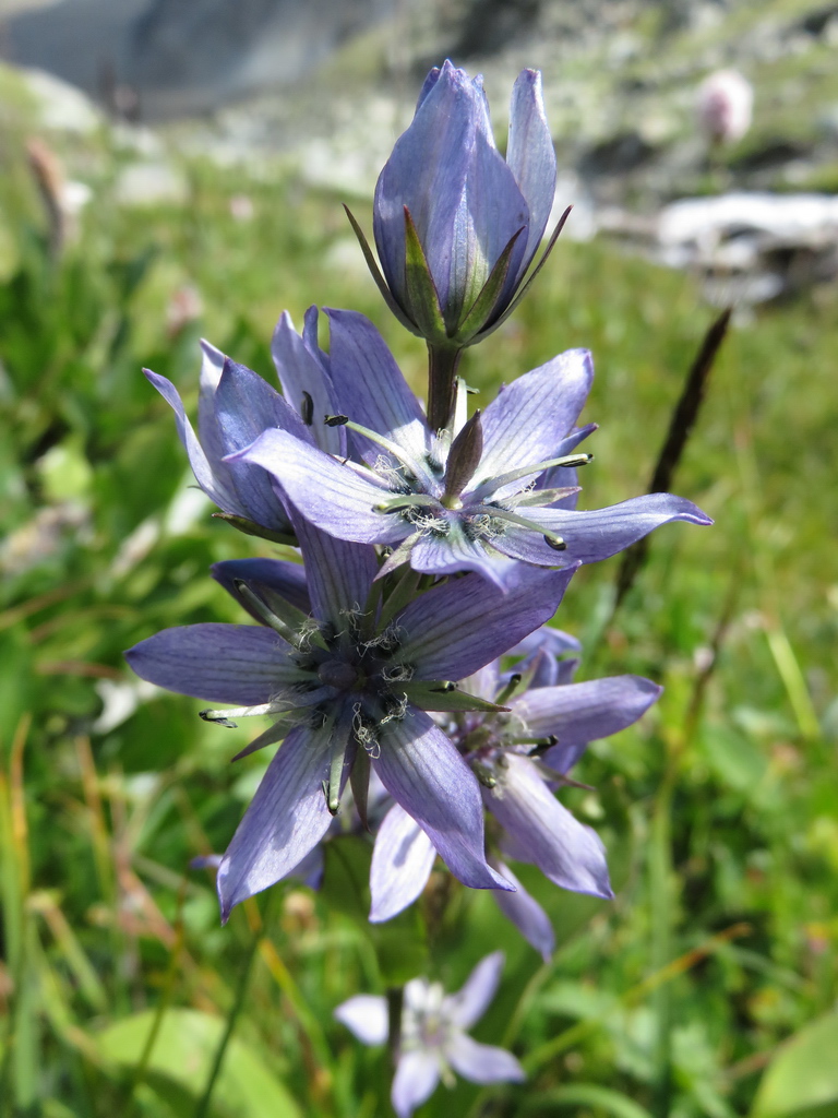 Image of Swertia obtusa specimen.