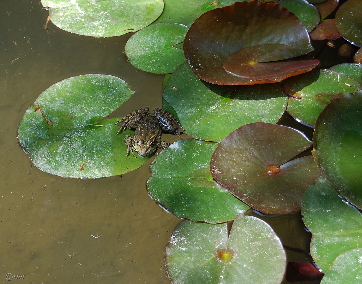 Изображение особи Nymphaea odorata.