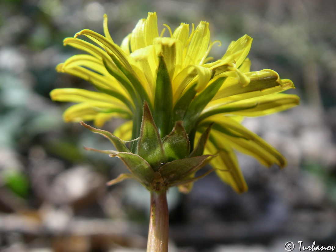 Изображение особи род Taraxacum.