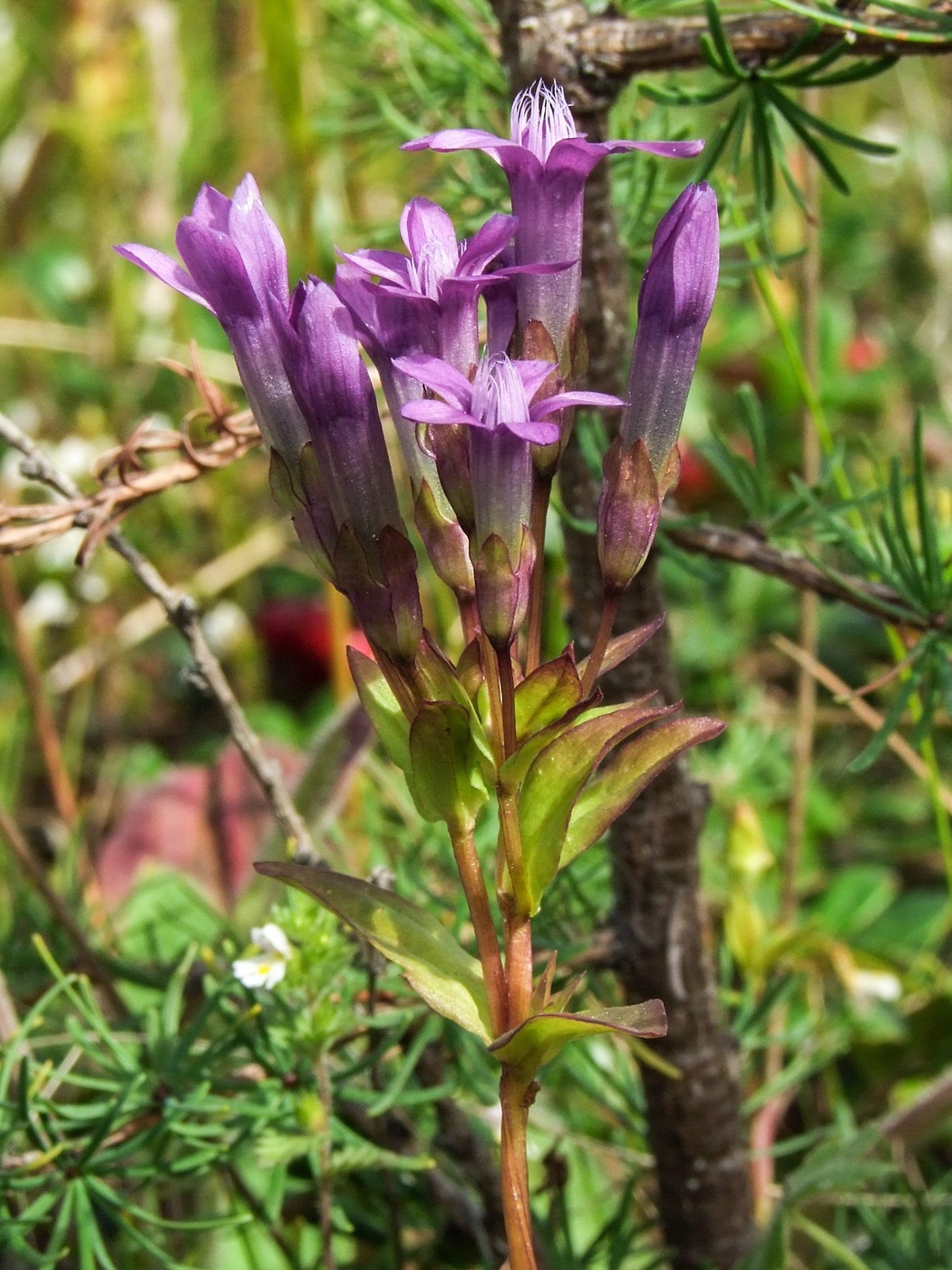 Изображение особи Gentianella auriculata.