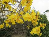 Handroanthus chrysanthus