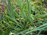 Allium fistulosum