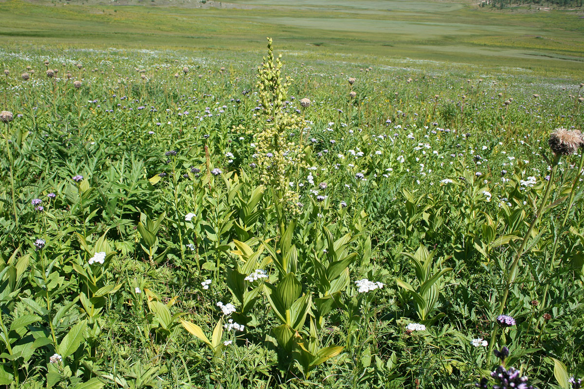 Изображение особи Veratrum lobelianum.