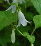 Campanula repens. Цветки крупным планом. Москва, ГБС РАН, в культуре. 08.08.2005.