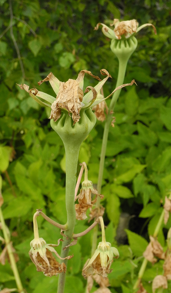 Image of Ostrowskia magnifica specimen.