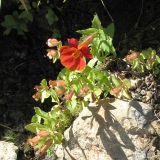 Mimulus cupreus. Отцветающее растение. Чили, пров. Мауле, пер. Pehuenche, у ручья, выс. ок. 2550 м н.у.м. 02.03.2014.