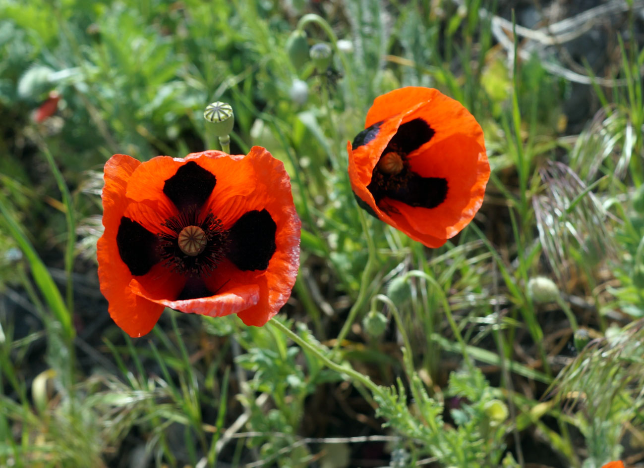 Image of Papaver commutatum specimen.