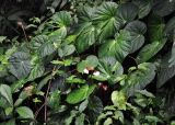 Begonia venusta. Цветущее растение. Малайзия, Камеронское нагорье, гора Ирау, ≈ 1800 м н.у.м., туманный (моховой) лес. 04.05.2017.