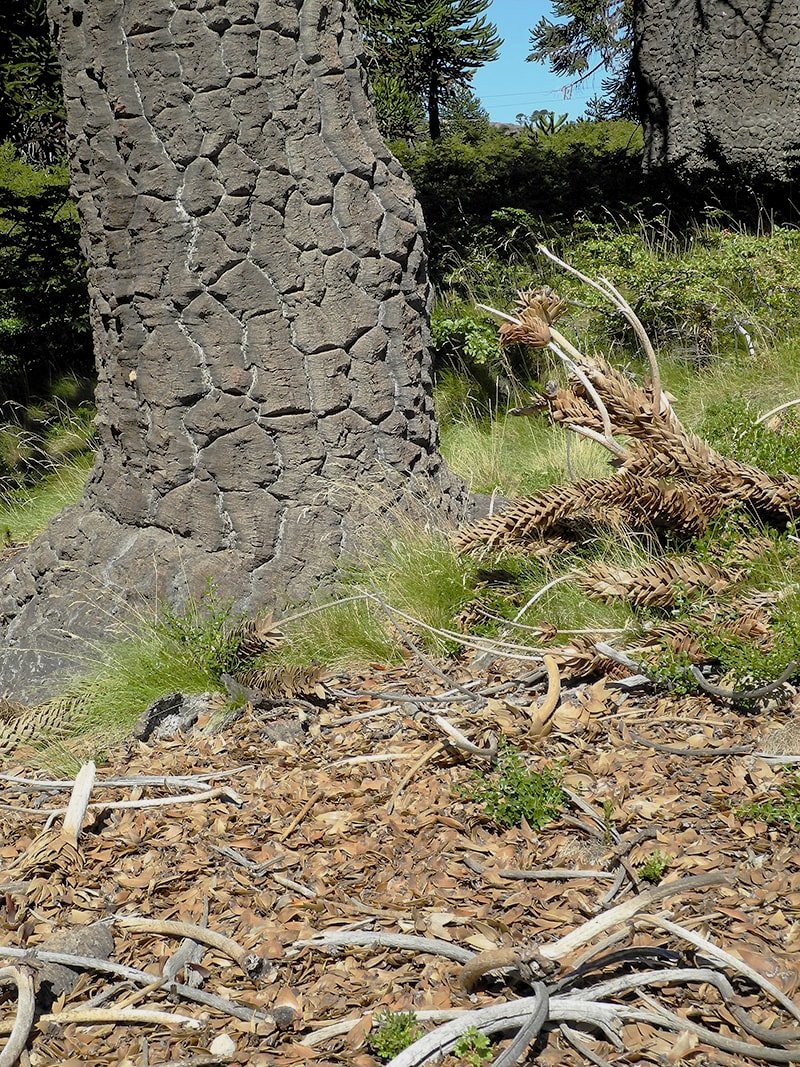 Изображение особи Araucaria araucana.