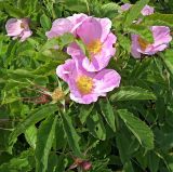 Rosa glabrifolia