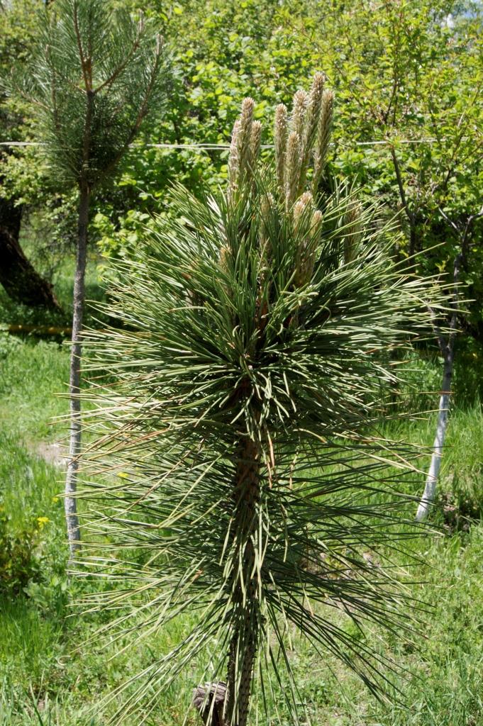 Image of genus Pinus specimen.