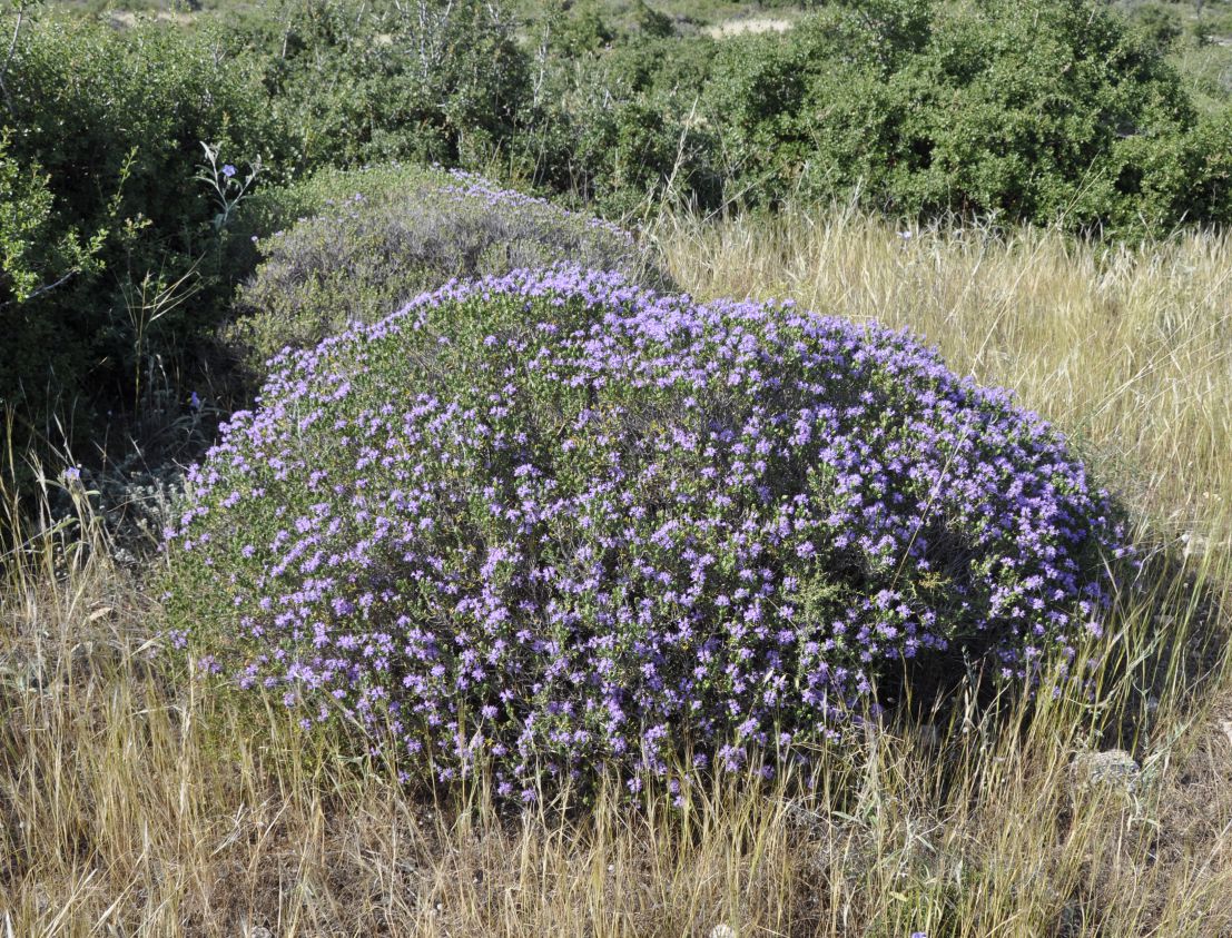 Image of Thymbra capitata specimen.