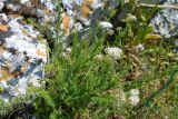 genus Achillea. Цветущие растения в приморской степи. Крым, Керченский п-ов, Приазовье, Караларская степь. 31.05.2017.