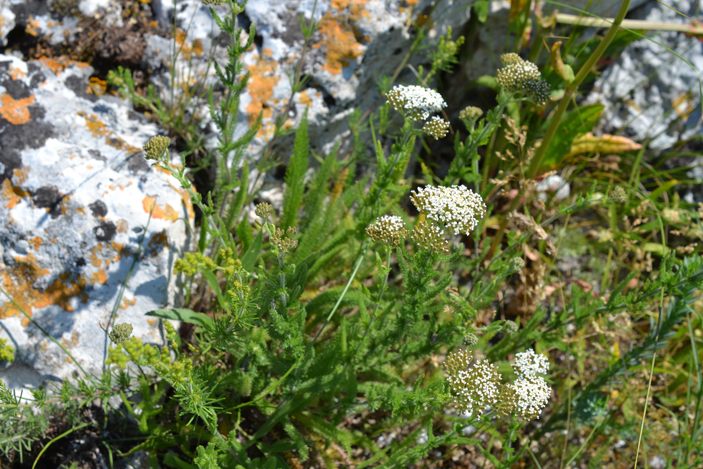 Image of genus Achillea specimen.