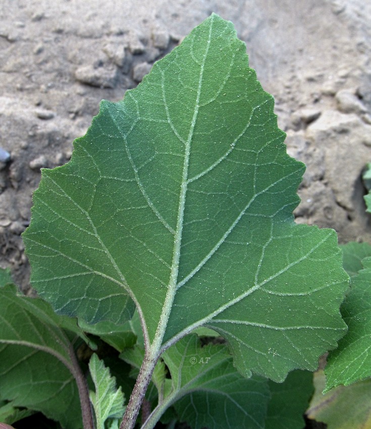 Image of genus Xanthium specimen.