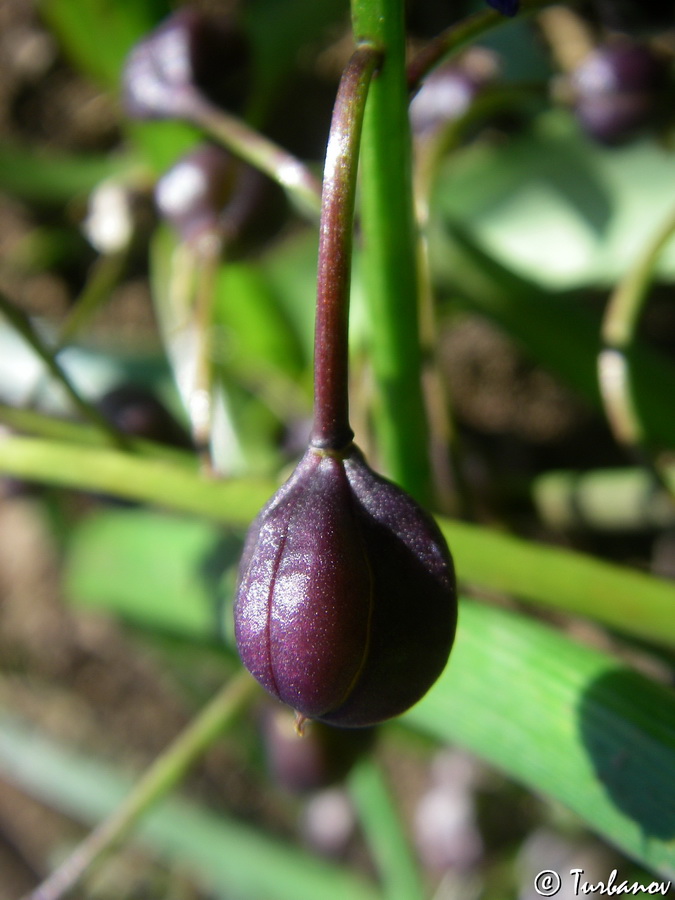 Изображение особи Scilla bifolia.