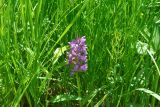 genus Dactylorhiza
