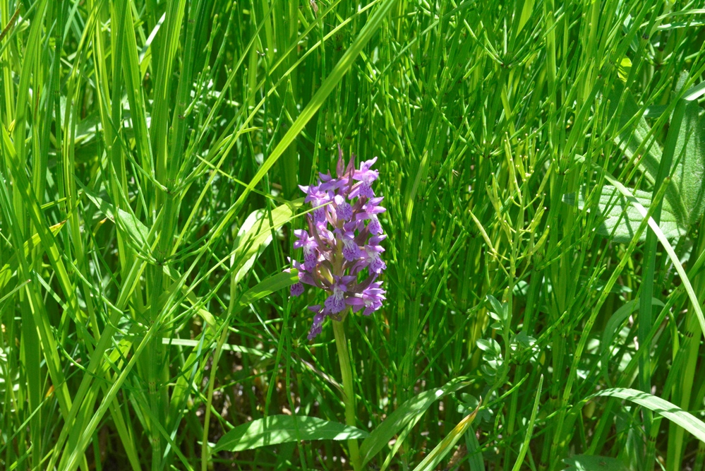 Изображение особи род Dactylorhiza.