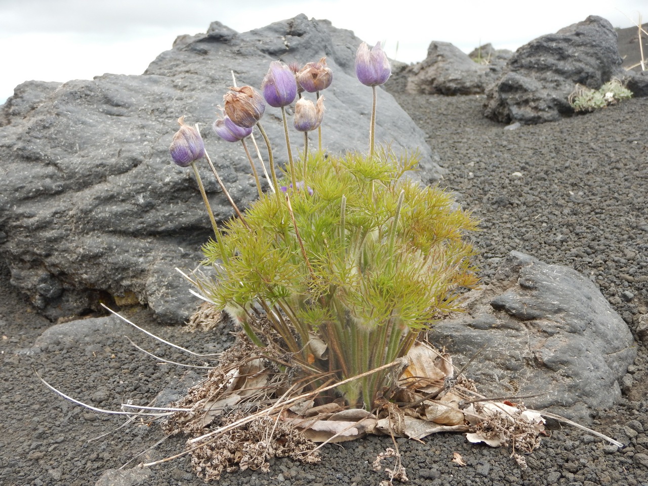 Image of Pulsatilla multifida specimen.