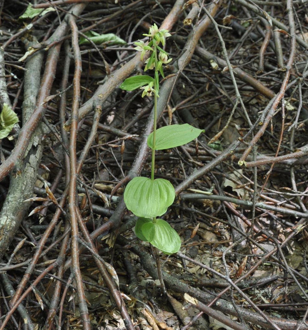 Изображение особи Epipactis helleborine ssp. degenii.