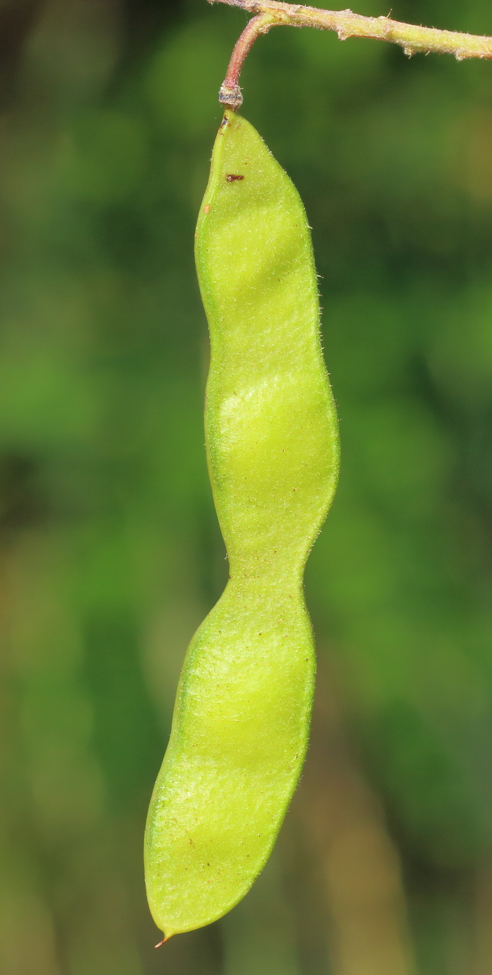Image of Robinia &times; ambigua specimen.