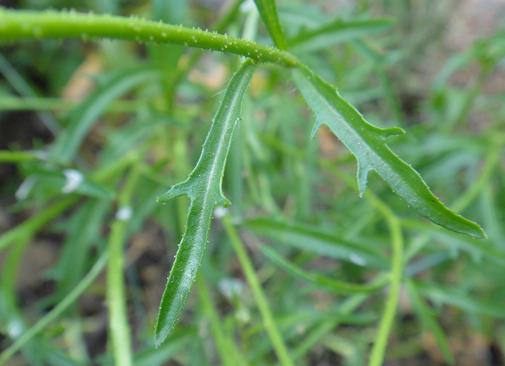 Изображение особи Dontostemon pinnatifidus.