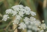 Astrodaucus littoralis. Соцветие. Краснодарский край, окр. с. Шабельское, коса Сазальникская, песчано-ракушечный берег. 18.06.2017.