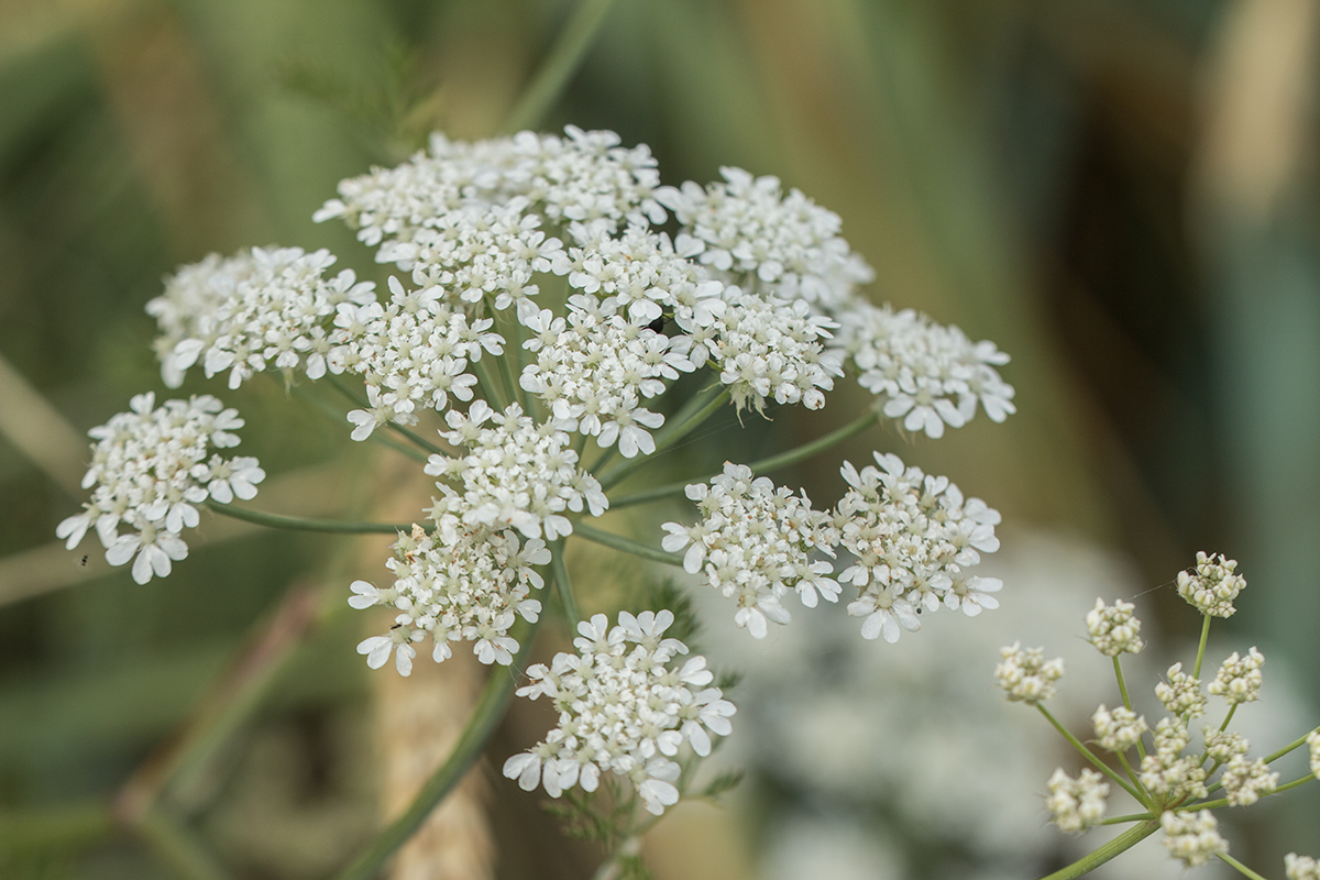 Изображение особи Astrodaucus littoralis.