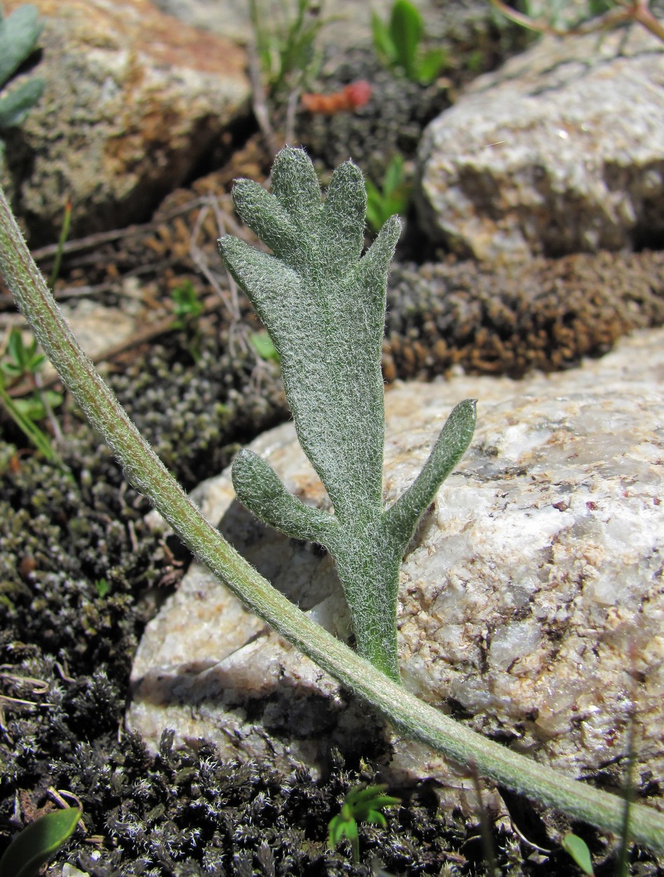 Изображение особи Anthemis saportana.