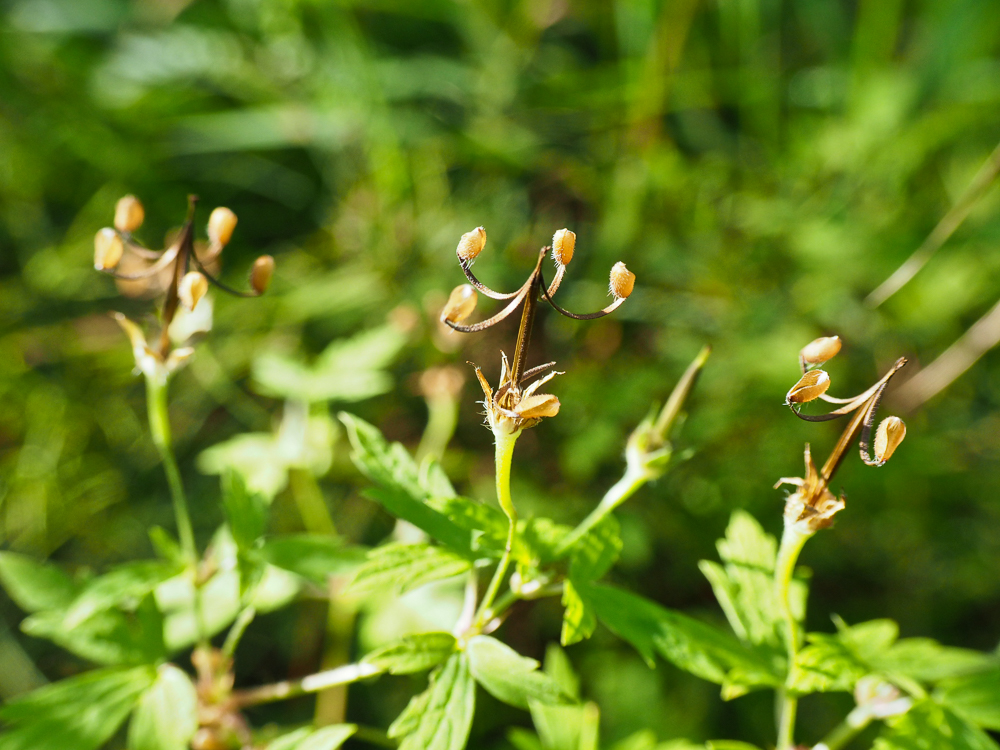 Image of Geranium sibiricum specimen.