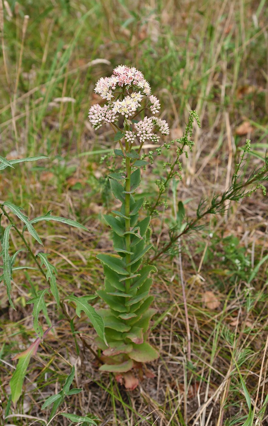 Image of Hylotelephium maximum specimen.