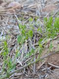 Isatis tinctoria