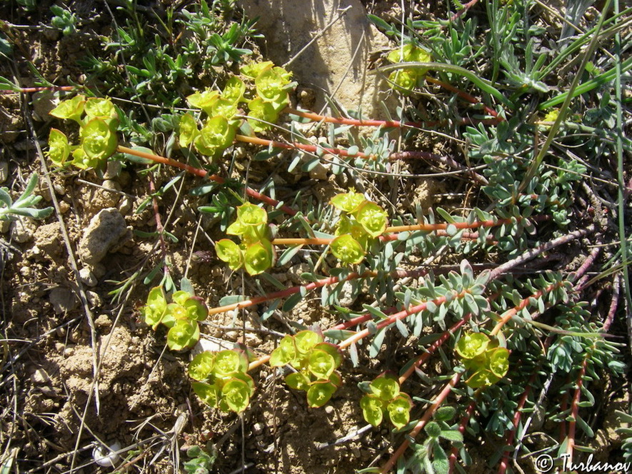 Изображение особи Euphorbia petrophila.