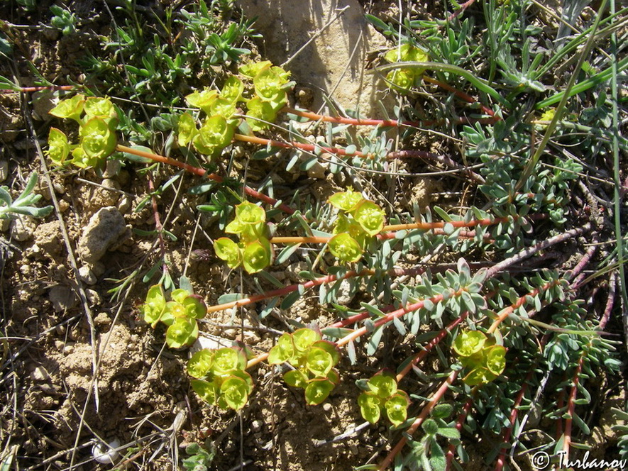 Image of Euphorbia petrophila specimen.