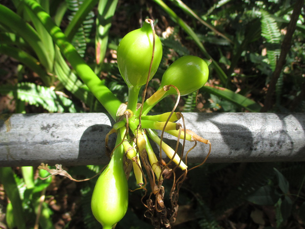 Image of Crinum asiaticum var. pedunculatum specimen.