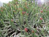 Euphorbia cooperi