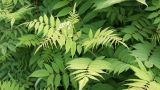 Sorbaria sorbifolia. Верхушка побега с нераскрывшимися соцветиями. Камчатский край, г. Елизово, мкр-н «26 км», аллея вдоль дороги, в культуре. 06.07.2017.