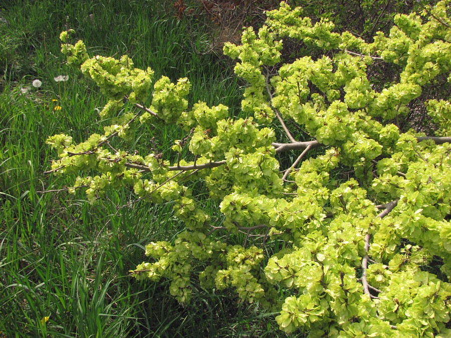 Изображение особи Ulmus minor.