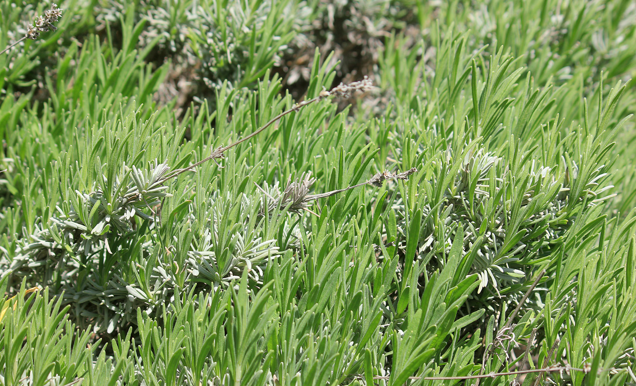 Изображение особи Lavandula angustifolia.