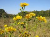 Inula britannica. Верхушка цветущего растения. Краснодарский край, Абинский р-н, окр. станицы Шапсугская, поляна у подножия горы Острая в междуречье Скобидо и Адегоя. 30.08.2014.