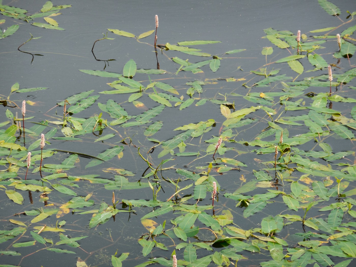 Image of Persicaria amphibia specimen.