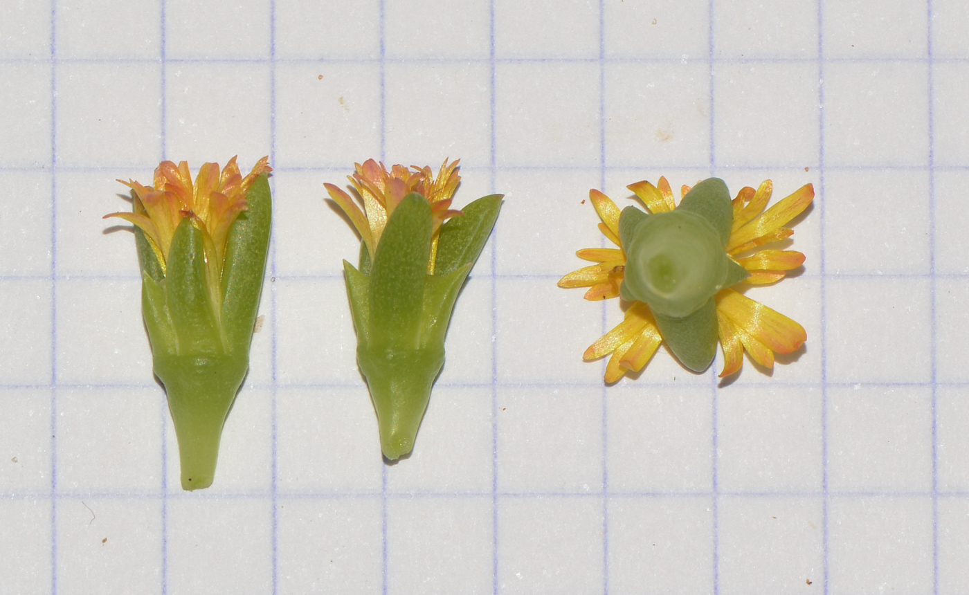 Image of Delosperma luteum specimen.