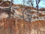 Casuarina equisetifolia. Стволы и корни. Австралия, г. Редклифф (окрестности Брисбена), обрывистый берег. 24.12.2017.