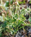 Astragalus frigidus подвид parviflorus