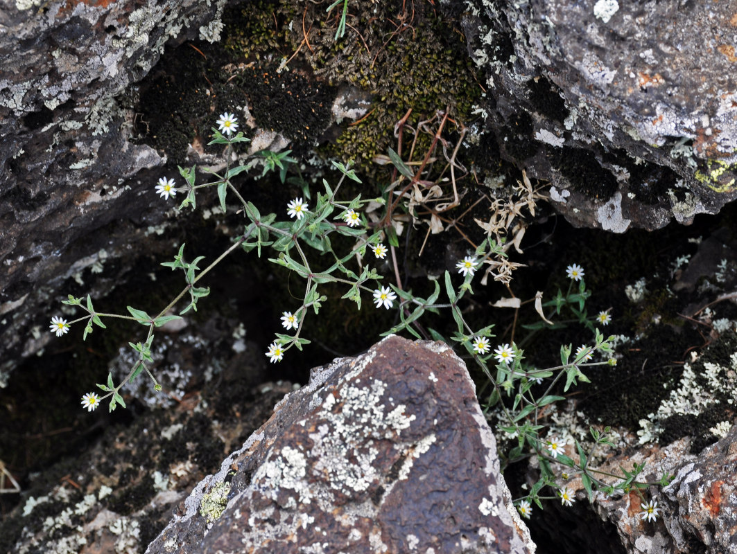 Image of Stellaria amblyosepala specimen.