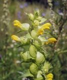 Rhinanthus vernalis. Соцветие. Пермский край, г. Пермь, Свердловский р-н, пустырь. 03.08.2017.